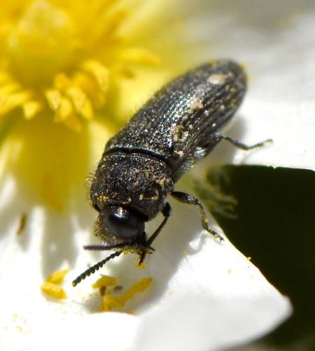 Réf. 228 724 : Acmaeodera bipunctata